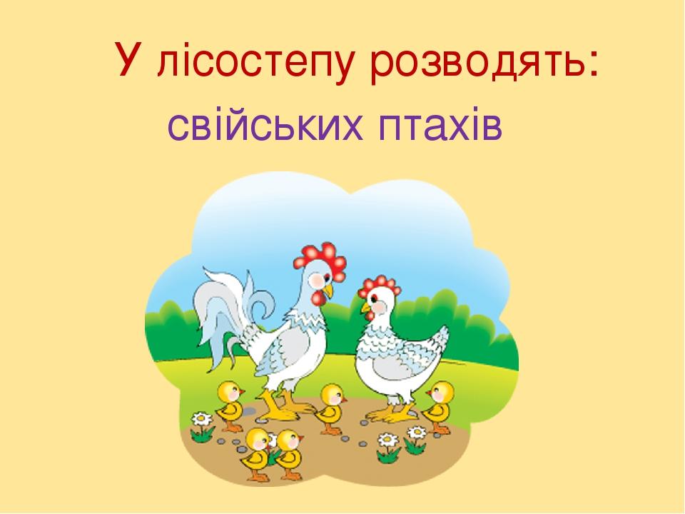 У лісостепу розводять: свійських птахів