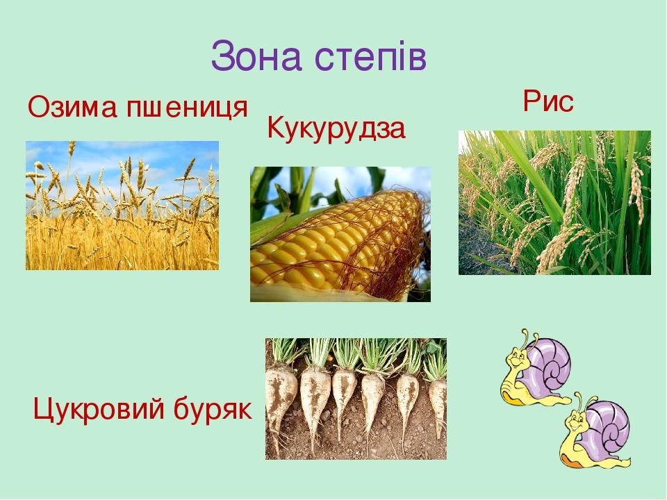 Зона степів Озима пшениця Кукурудза Рис Цукровий буряк