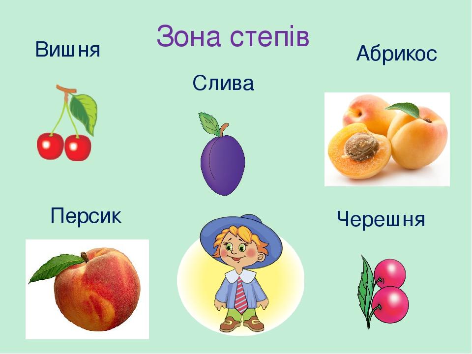 Зона степів Вишня Слива Абрикос Персик Черешня