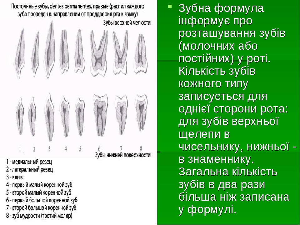 Зубная формула картинка