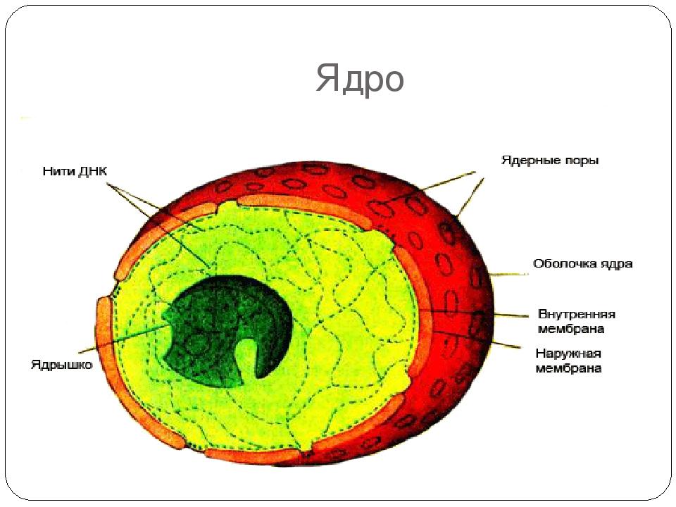 Ядро дегеніміз не компьютер