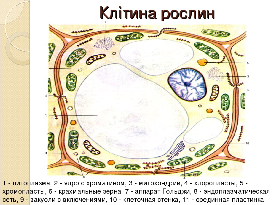 Что обозначено на рисунке цифрой 4 ядро цитоплазма пищеварительная вакуоль