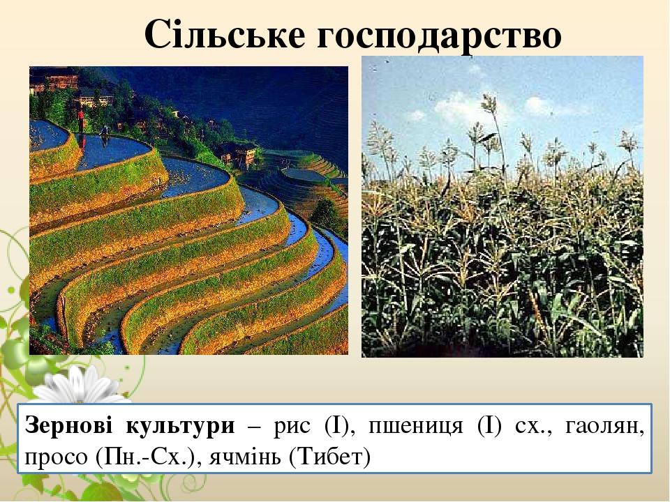 Сільське господарство Зернові культури – рис (І), пшениця (І) сх., гаолян, просо (Пн.-Сх.), ячмінь (Тибет)