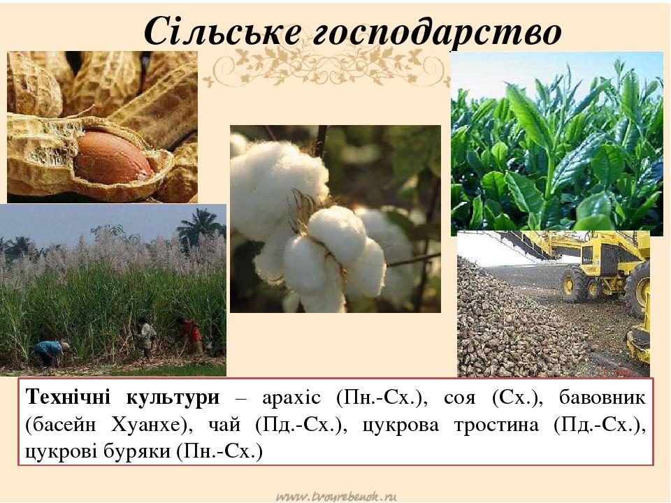 Сільське господарство Технічні культури – арахіс (Пн.-Сх.), соя (Сх.), бавовник (басейн Хуанхе), чай (Пд.-Сх.), цукрова тростина (Пд.-Сх.), цукрові...