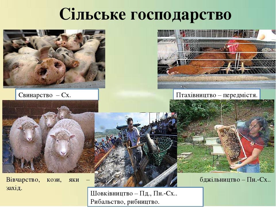 Сільське господарство Свинарство – Сх. Птахівництво – передмістя. Шовківництво – Пд., Пн.-Сх.. Рибальство, рибництво. бджільництво – Пн.-Сх.. Вівча...