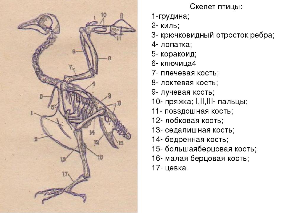 На рисунке показаны кости конечностей птицы