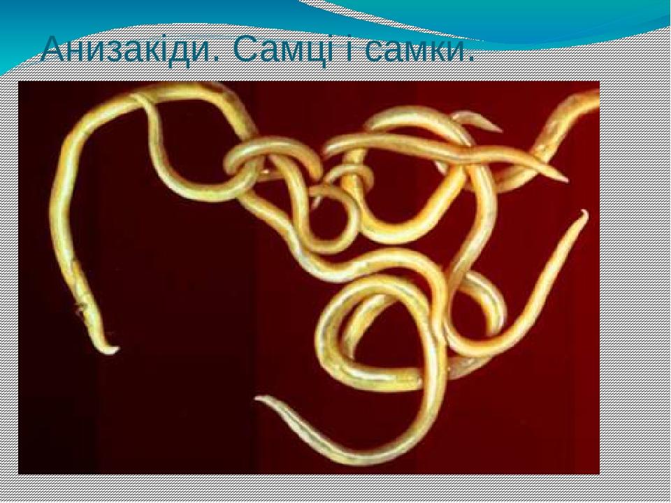 Анизакіди. Самці і самки.
