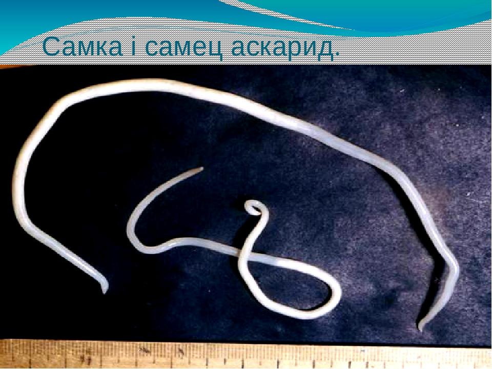 Самка і самец аскарид.