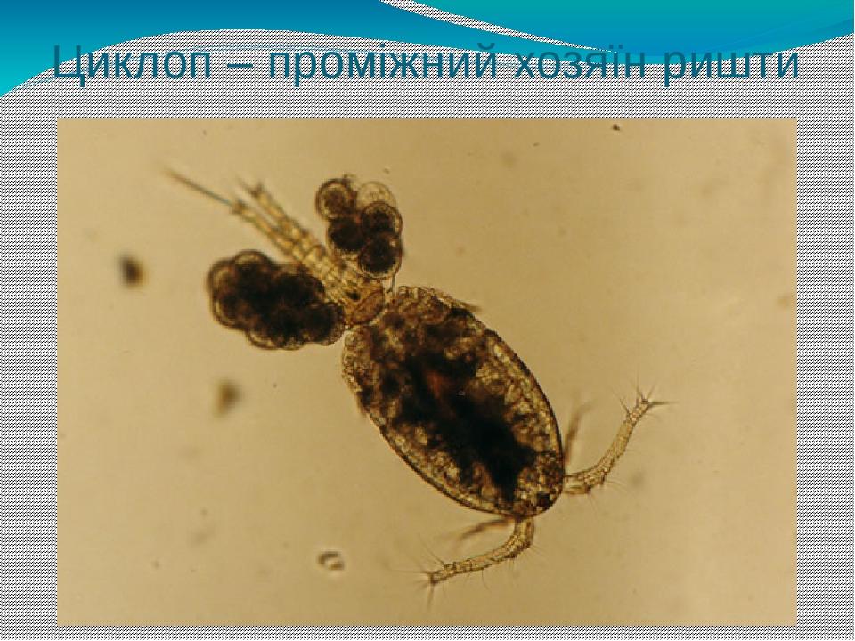 Циклоп – проміжний хозяїн ришти