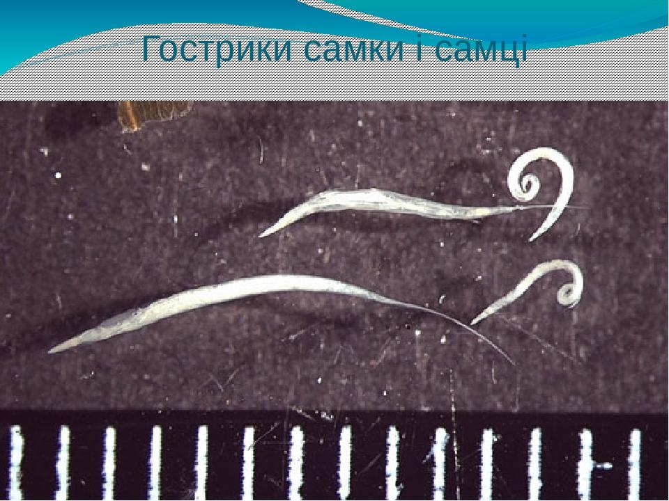 Гострики самки і самці
