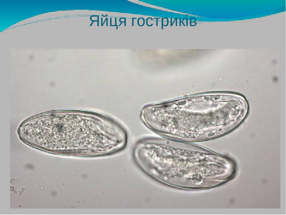 Яйця гостриків