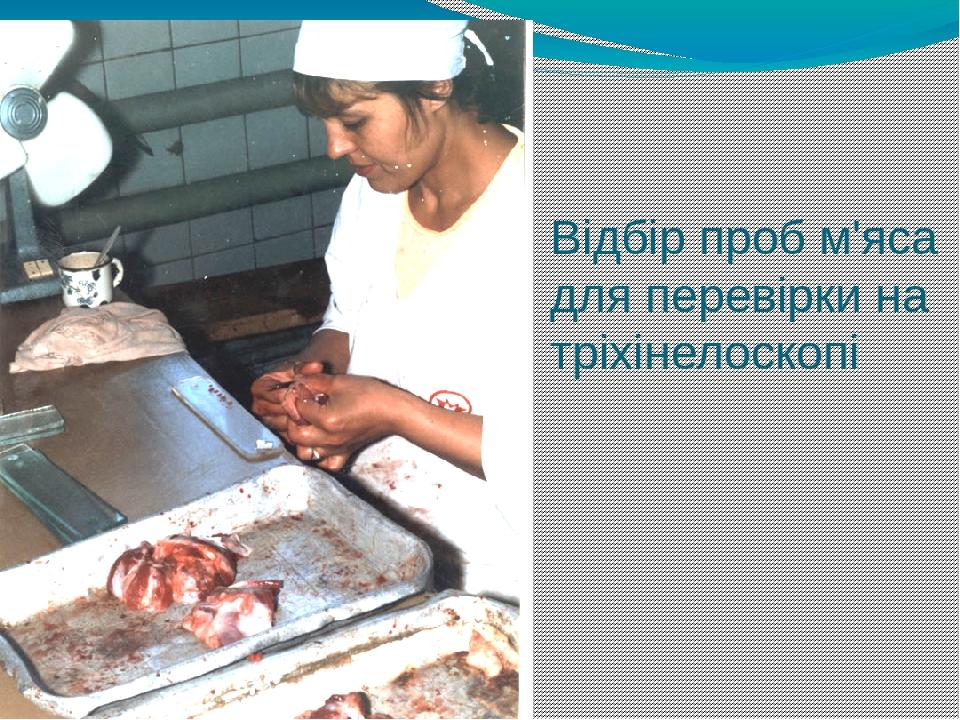 Відбір проб м'яса для перевірки на тріхінелоскопі