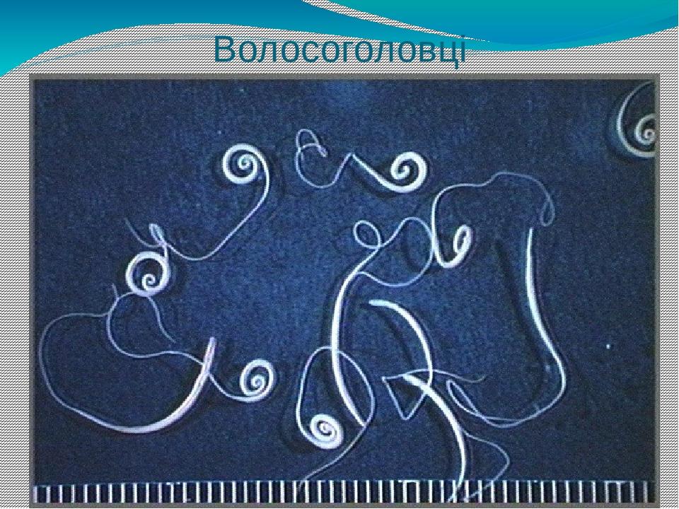 Волосоголовці