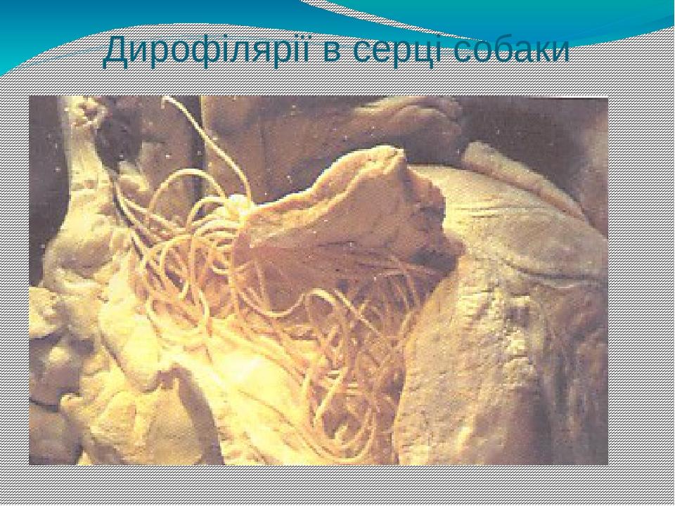 Дирофілярії в серці собаки