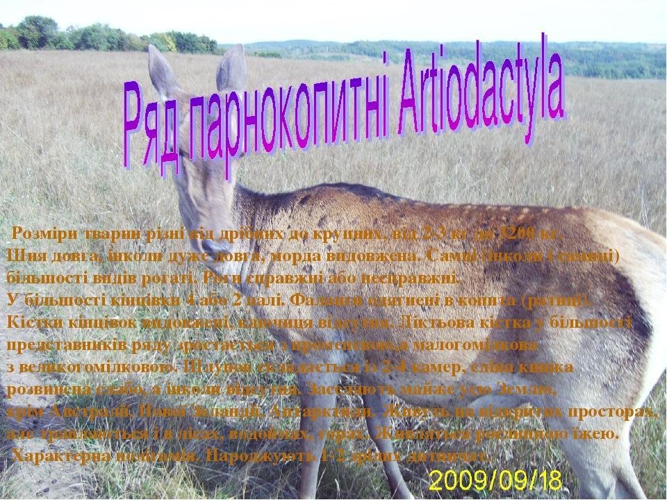 Розміри тварин різні від дрібних до крупних, від 2-3 кг до 3200 кг. Шия довга, інколи дуже довга, морда видовжена. Самці (інколи і самиці) більшост...