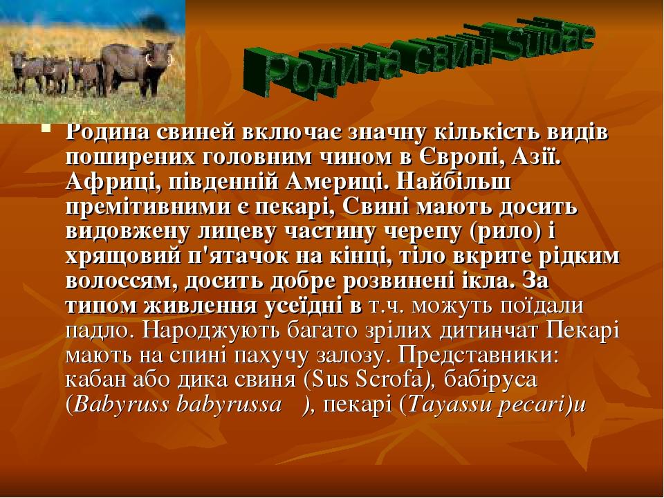 Родина свиней включає значну кількість видів поширених головним чином в Європі, Азії. Африці, південній Америці. Найбільш премітивними є пекарі, Св...