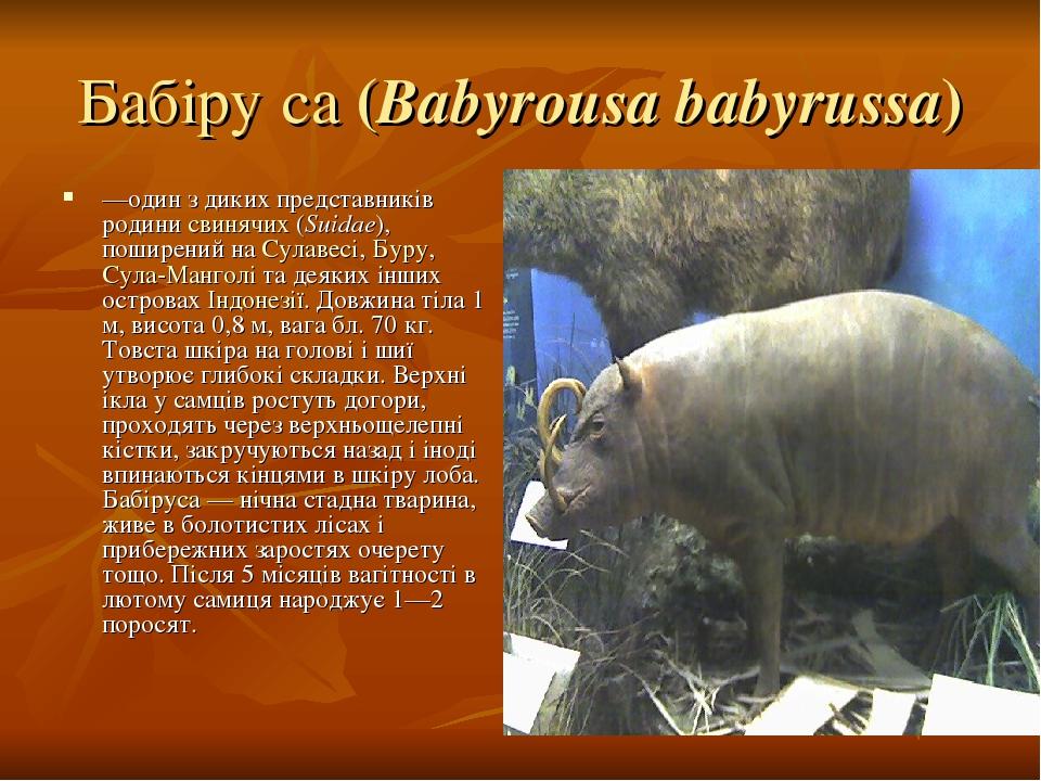 Бабіру́са (Babyrousa babyrussa) —один з диких представників родини свинячих (Suidae), поширений на Сулавесі, Буру, Сула-Манголі та деяких інших ост...