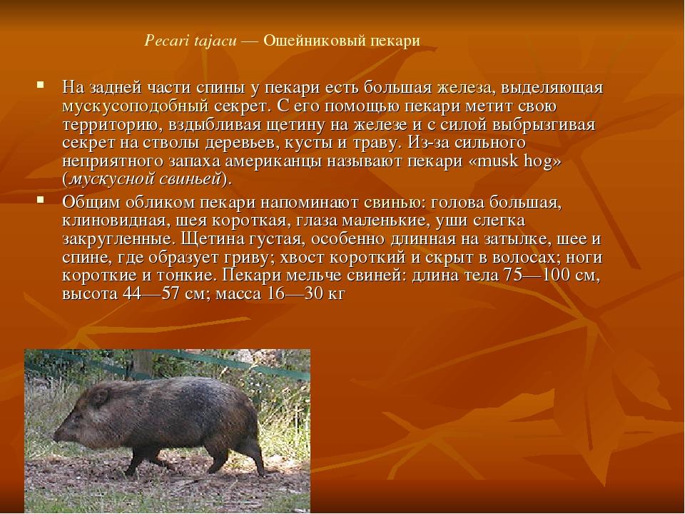 На задней части спины у пекари есть большая железа, выделяющая мускусоподобный секрет. С его помощью пекари метит свою территорию, вздыбливая щетин...