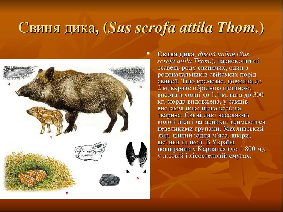 Свиня дика, (Sus scrofa attila Thom.) Свиня дика, дикий кабан (Sus scrofa attila Thom.), парнокопитий ссавець роду свинячих, один з родоначальників...