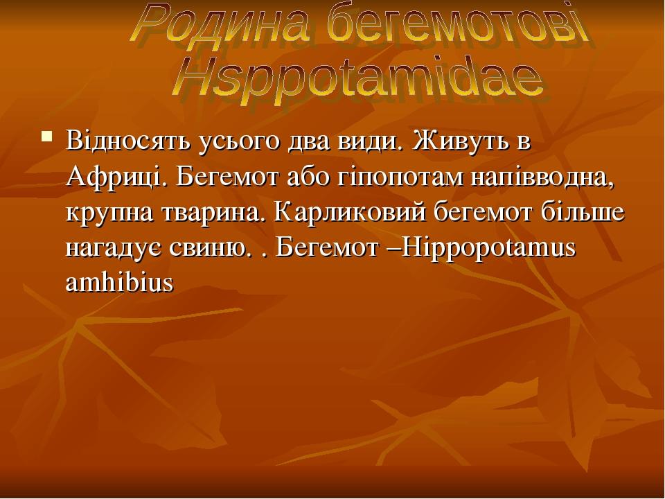 Відносять усього два види. Живуть в Африці. Бегемот або гіпопотам напіввoдна, крупна тварина. Карликовий бегемот більше нагадує свиню. . Бегемот –H...