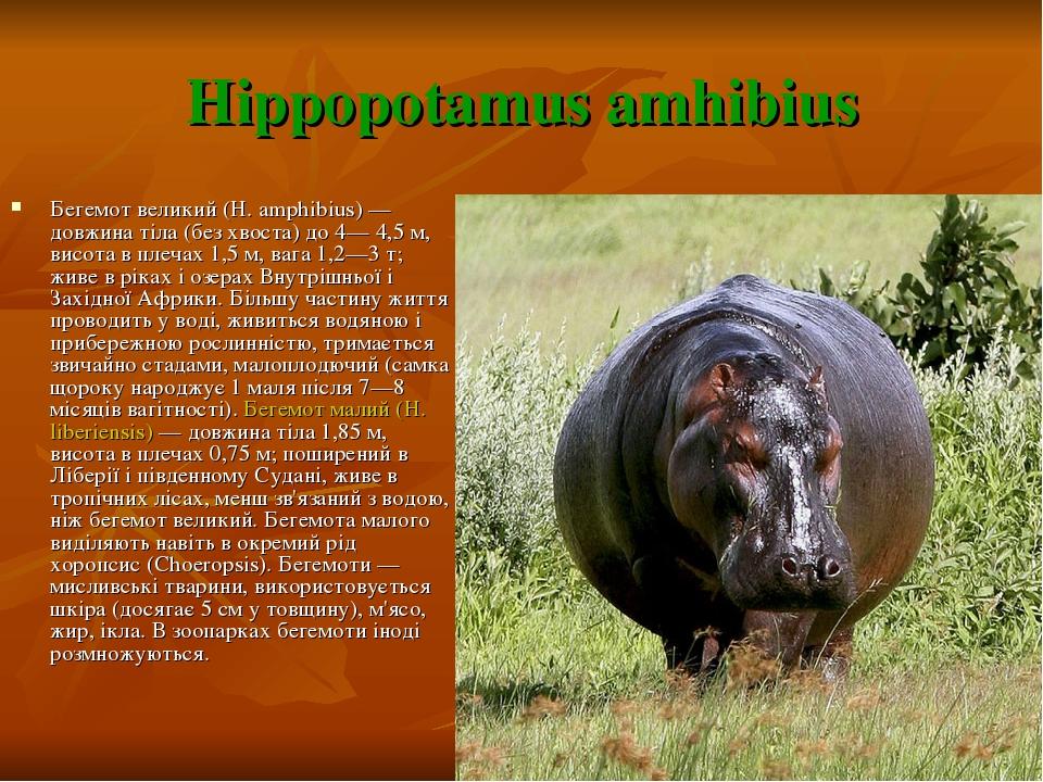 Hippopotamus amhibius Бегемот великий (H. amphibius) — довжина тіла (без хвоста) до 4— 4,5 м, висота в плечах 1,5 м, вага 1,2—3 т; живе в ріках і о...