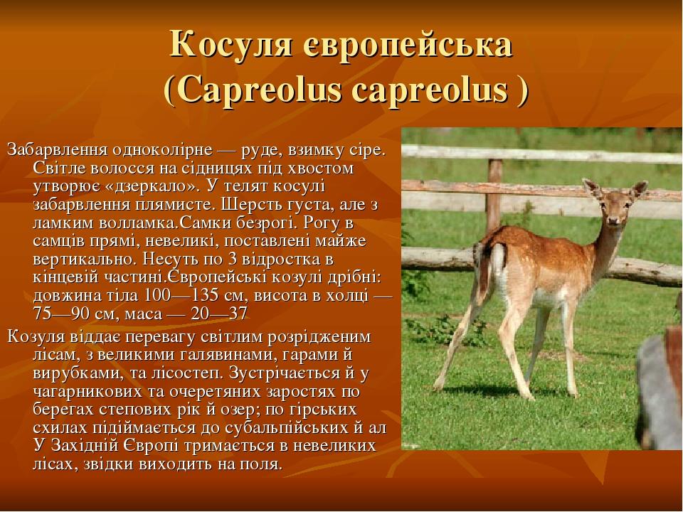 Косуля європейська (Capreolus capreolus ) Забарвлення одноколірне — руде, взимку сіре. Світле волосся на сідницях під хвостом утворює «дзеркало». У...