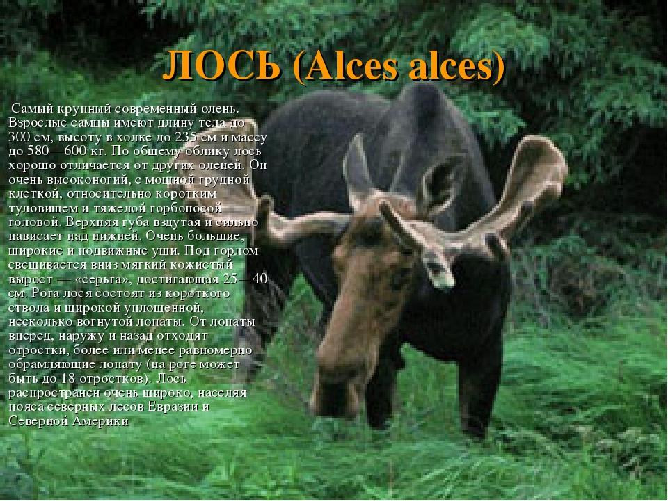 ЛОСЬ (Alces alces) Самый крупный современный олень. Взрослые самцы имеют длину тела до 300 см, высоту в холке до 235 см и массу до 580—600 кг. По о...