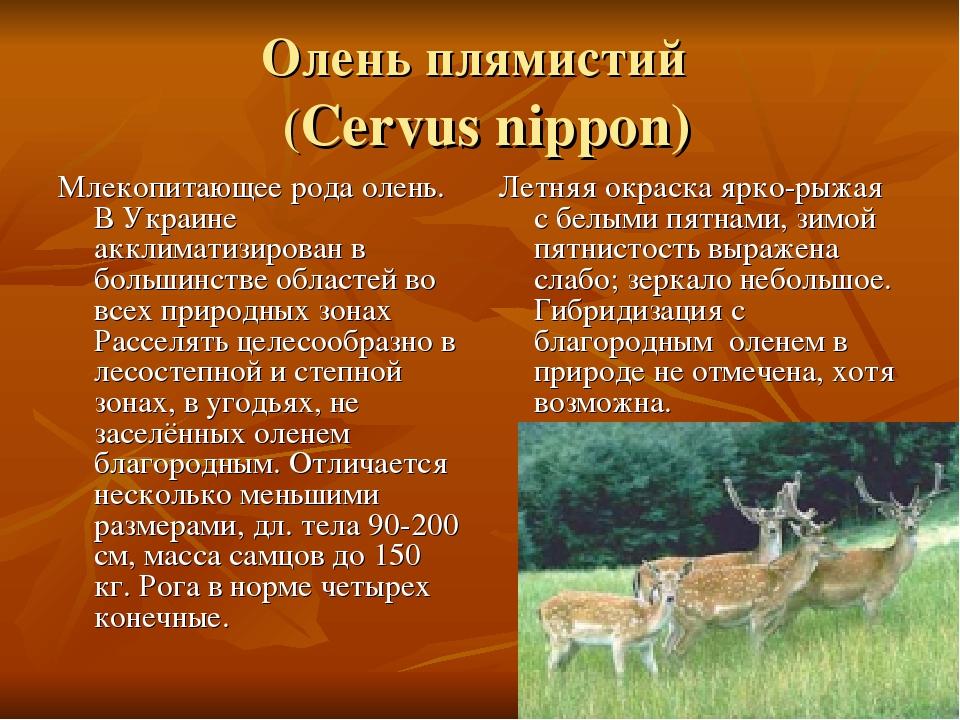 Олень плямистий (Cervus nippon) Млекопитающее рода олень. В Украине акклиматизирован в большинстве областей во всех природных зонах Расселять целес...
