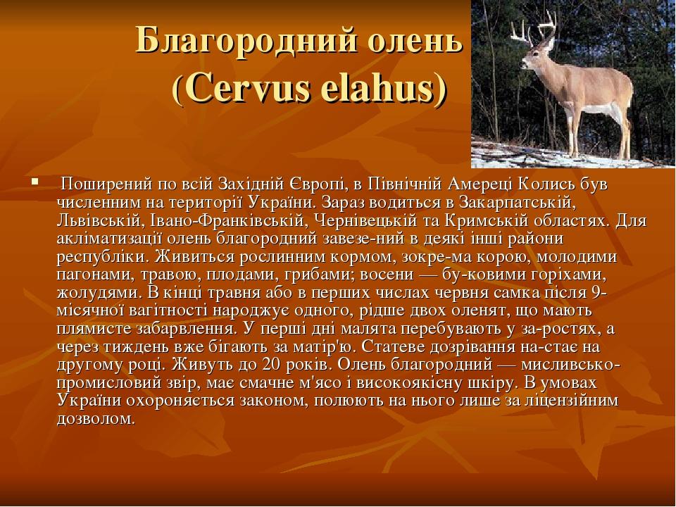 Благородний олень (Cervus elahus) Поширений по всій Західній Європі, в Північній Амереці Колись був численним на території України. Зараз водиться ...