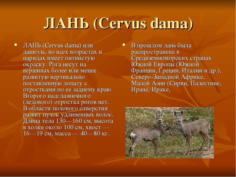 ЛАНЬ (Cervus dama) ЛАНЬ (Cervus dama) или даниэль, во всех возрастах и нарядах имеет пятнистую окраску. Рога несут на вершинах более или менее разв...