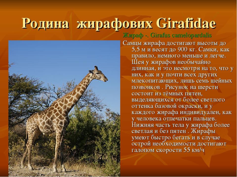 Родина жирафових Girafidae Жираф -. Girafus camelopardalis Самцы жирафа достигают высоты до 5,5 м и весят до 900 кг. Самки, как правило, немного ме...