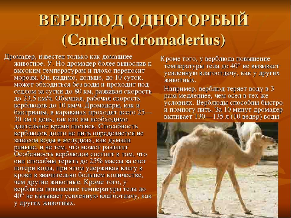 ВЕРБЛЮД ОДНОГОРБЫЙ (Camelus dromaderius) Дромадер, известен только как домашнее животное. У. Но дромадер более вынослив к высоким температурам и пл...
