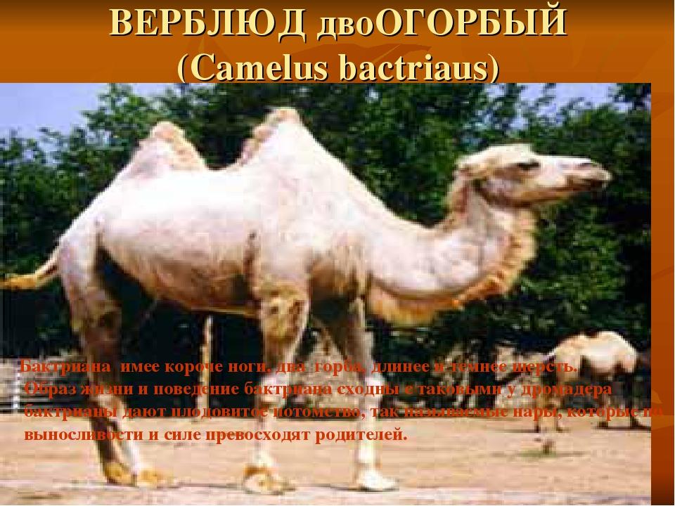 ВЕРБЛЮД двоОГОРБЫЙ (Camelus bactriaus) Бактриана имее короче ноги, два горба, длинее и темнее шерсть. Образ жизни и поведение бактриана сходны с та...