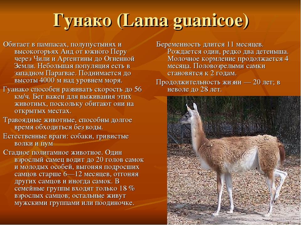 Гунако (Lama guanicoe) Обитает в пампасах, полупустынях и высокогорьях Анд от южного Перу через Чили и Аргентины до Огненной Земли. Небольшая попул...