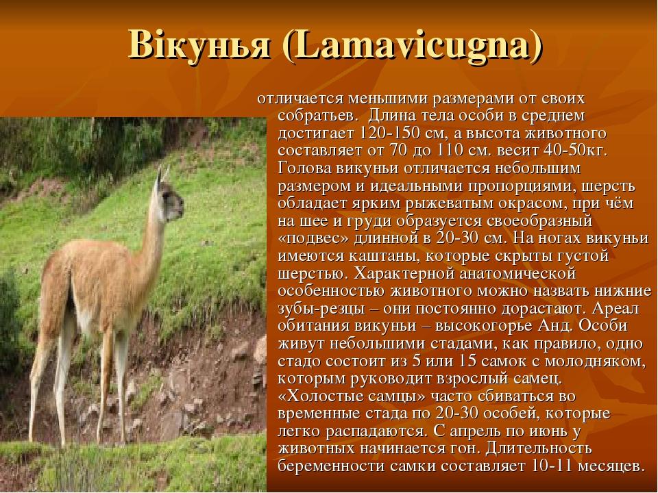 Вікунья (Lamavicugna) отличается меньшими размерами от своих собратьев. Длина тела особи в среднем достигает 120-150 см, а высота животного составл...