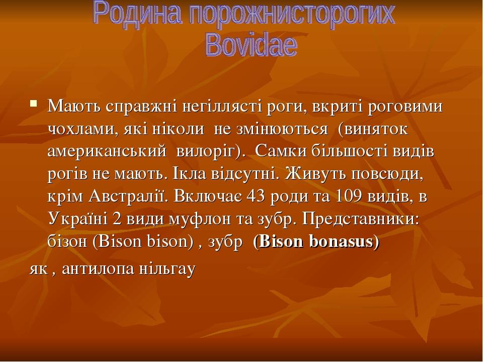 Мають справжні негіллясті роги, вкриті роговими чохлами, які ніколи не змінюються (виняток американський вилоріг). Самки більшості видів рогів не м...