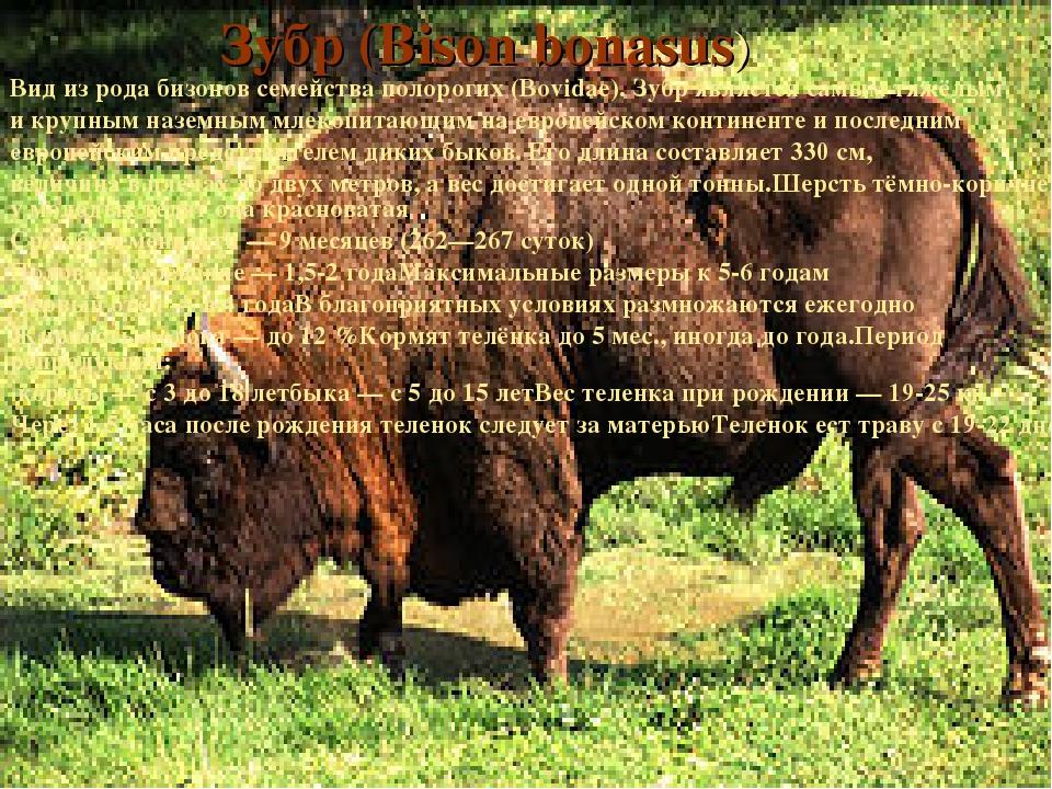 Зубр (Bison bonasus) Вид из рода бизонов семейства полорогих (Bovidae). Зубр является самым тяжёлым и крупным наземным млекопитающим на европейском...