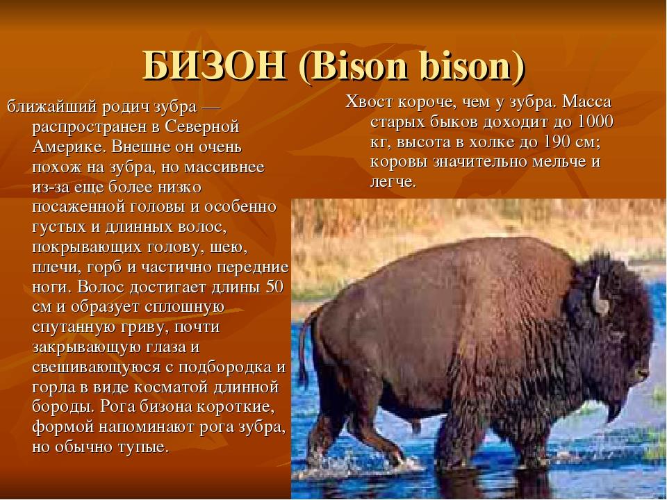 БИЗОН (Bison bison) ближайший родич зубра — распространен в Северной Америке. Внешне он очень похож на зубра, но массивнее из-за еще более низко по...