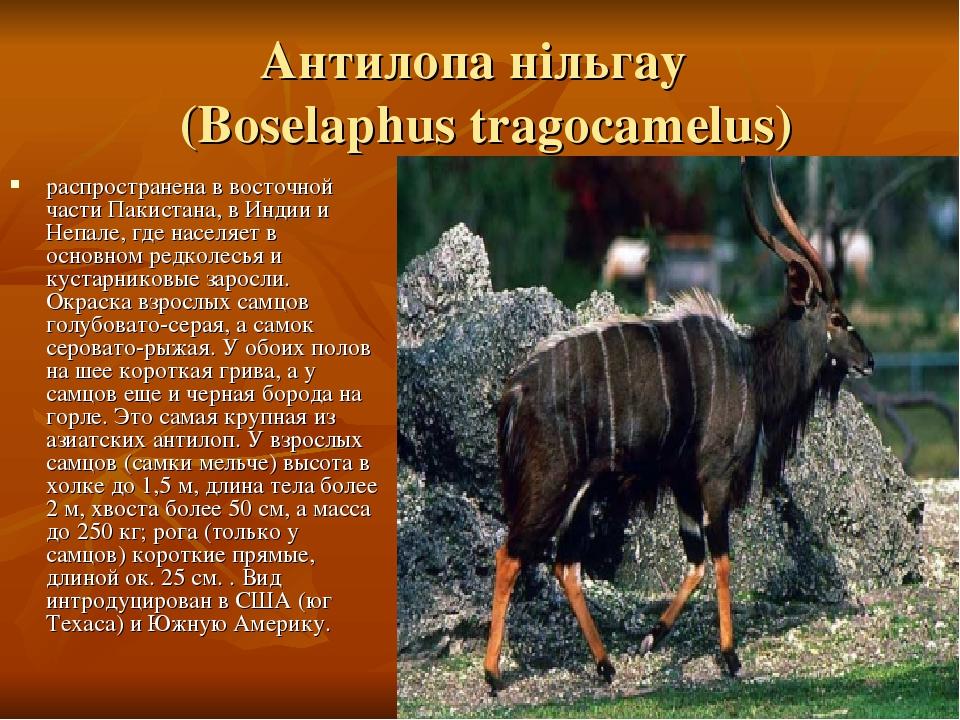 Антилопа нільгау (Boselaphus tragocamelus) распространена в восточной части Пакистана, в Индии и Непале, где населяет в основном редколесья и куста...