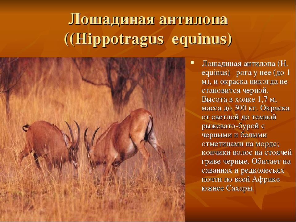 Лошадиная антилопа ((Hippotragus equinus) Лошадиная антилопа (H. equinus) рога у нее (до 1 м), и окраска никогда не становится черной. Высота в хол...