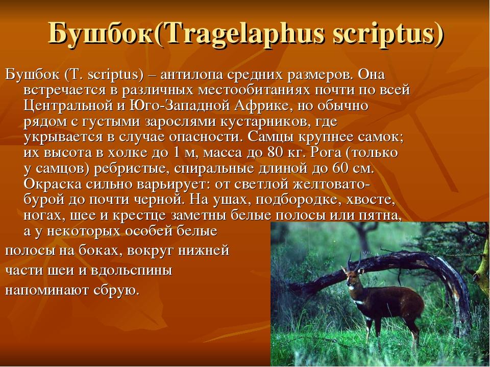 Бушбок(Tragelaphus scriptus) Бушбок (T. scriptus) – антилопа средних размеров. Она встречается в различных местообитаниях почти по всей Центральной...
