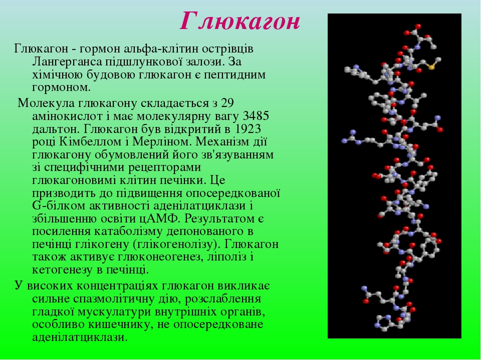 Глюкагон это гормон. Глюкагон строение биохимия. Глюкагон функции. Глюкагон формула. Образует гормон глюкагон.