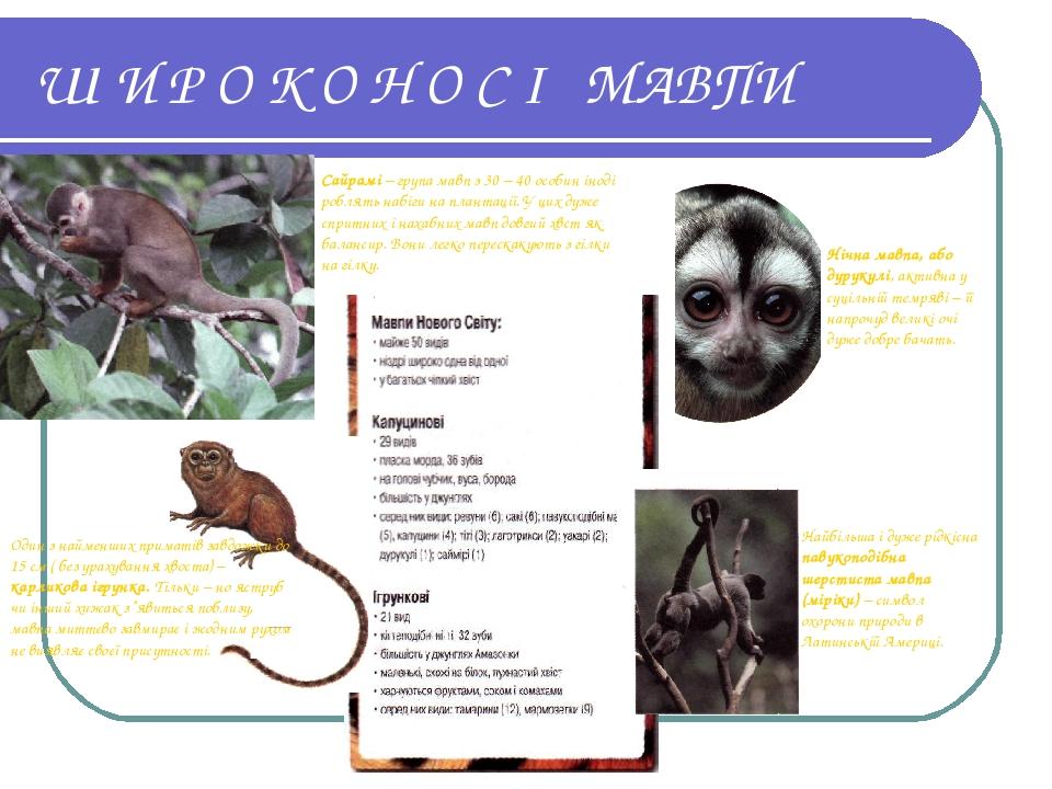 Ш И Р О К О Н О С І МАВПИ Найбільша і дуже рідкісна павукоподібна шерстиста мавпа (міріки) – символ охорони природи в Латинській Америці. Нічна мав...