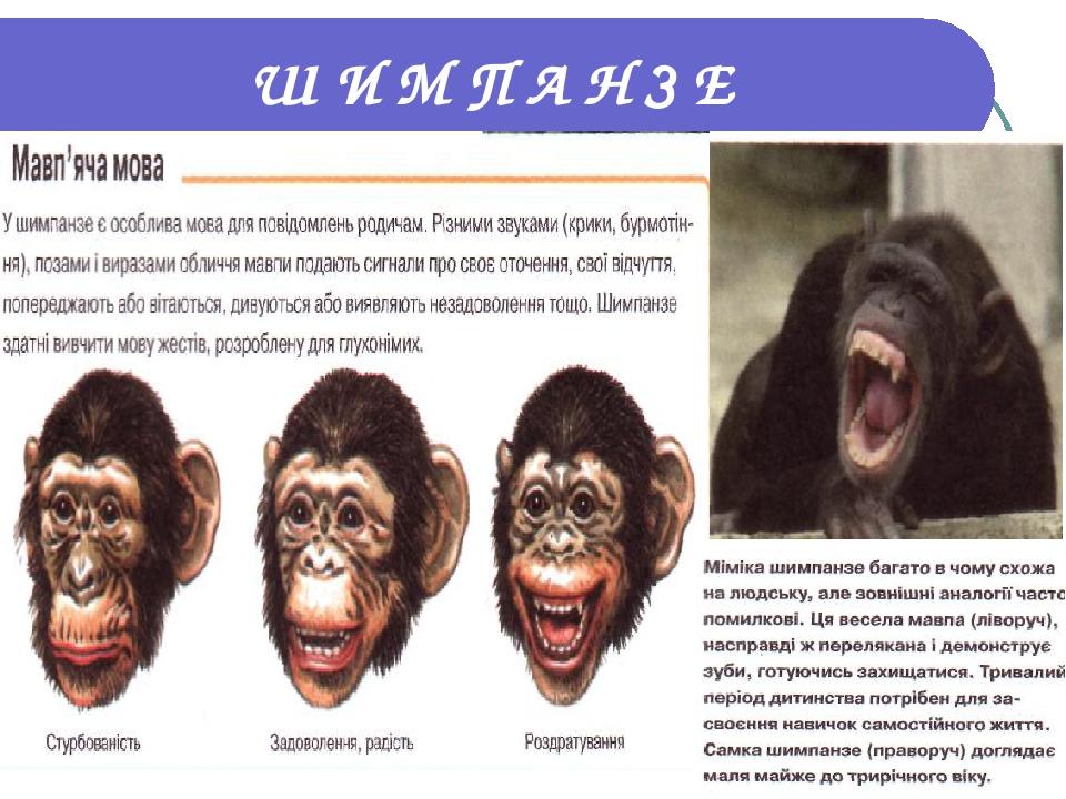Ш И М П А Н З Е