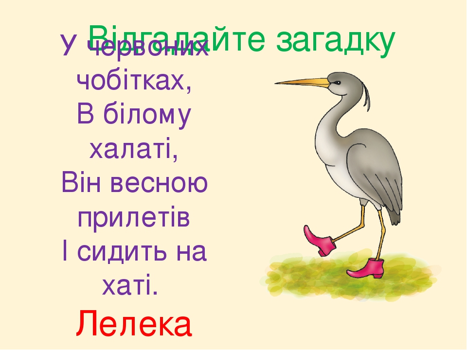 Відгадайте загадку У червоних чобітках, В білому халаті, Він весною прилетів І сидить на хаті. Лелека
