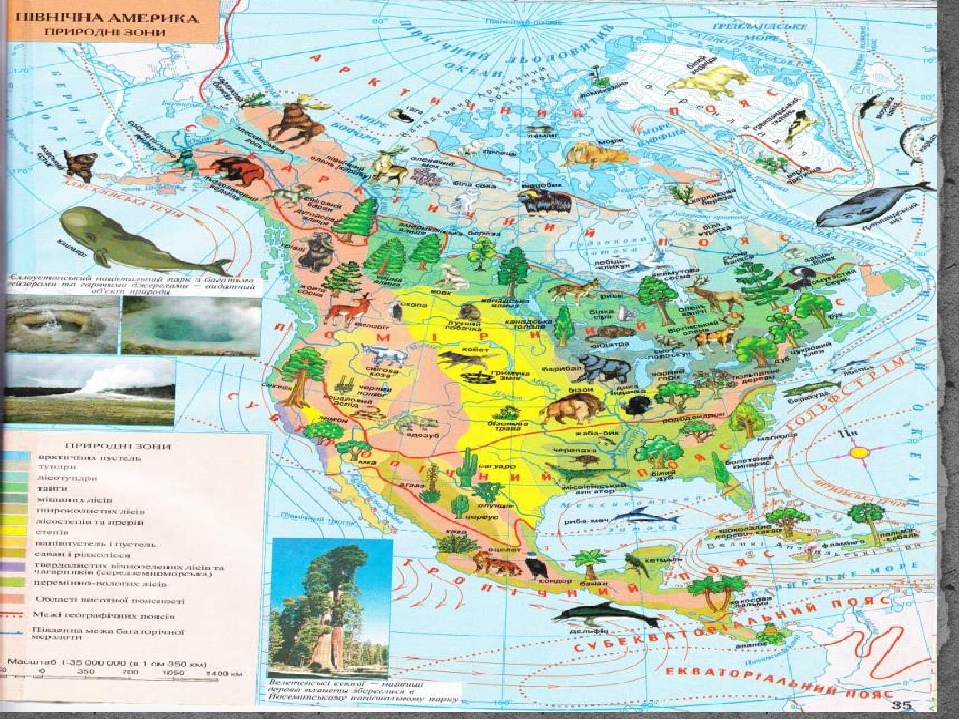 Нанесите на контурную карту природные зоны сша. Карта природных зон США. Карта растительности Северной Америки. Карта природных зон Северной Америки. Карта природных зон Америки.