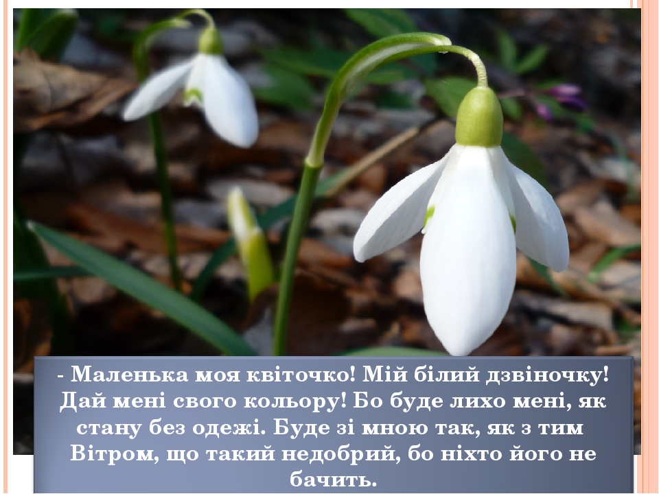 Перші весняні квіти