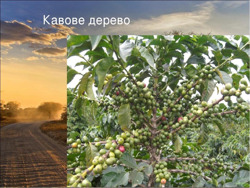 Рослинність Африки