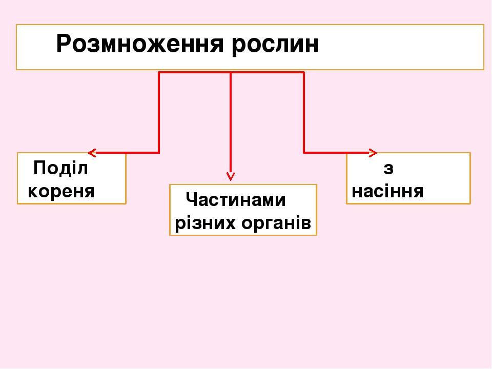 Розмноження рослин Поділ кореня Частинами різних органів з насіння