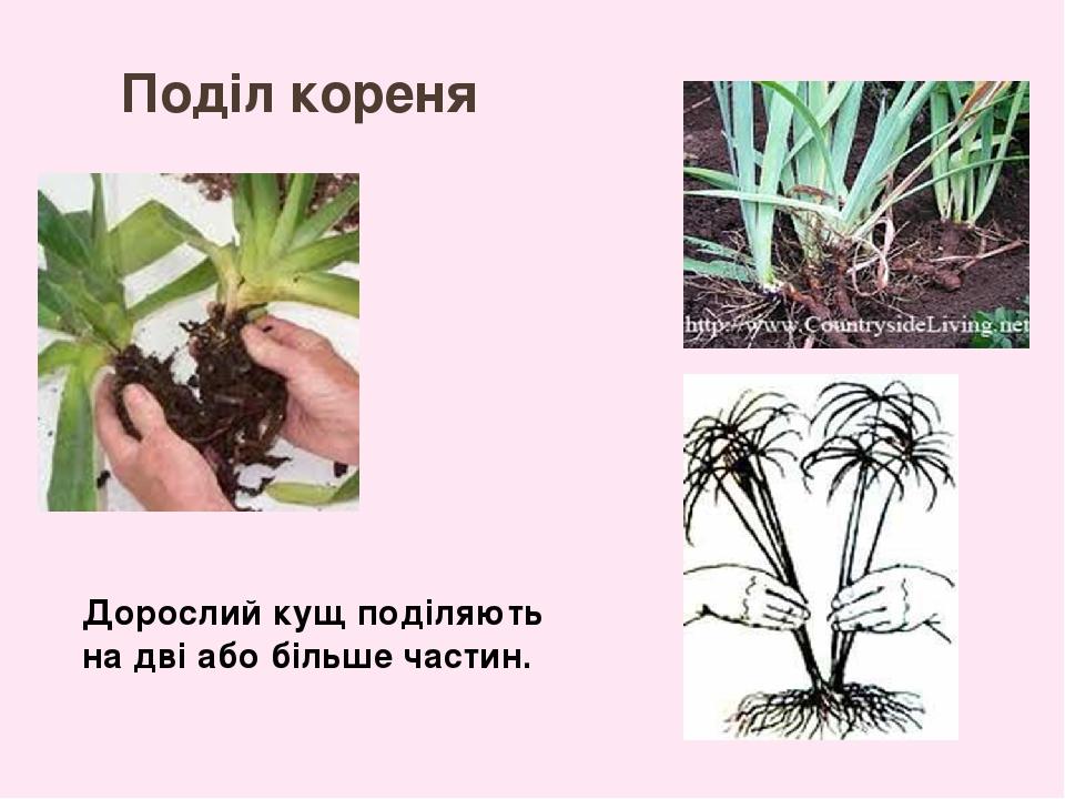 Поділ кореня Дорослий кущ поділяють на дві або більше частин.